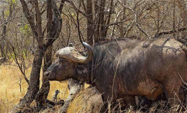 4 Days 3 Nights Tsavo East & West Amboseli National Park