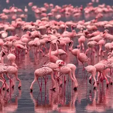 Karibu Kenya Safaris - 1655018690405.Jpg Result