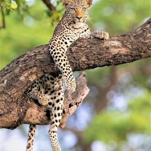 Lake Nakuru