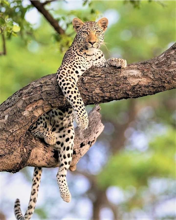 Lake Nakuru