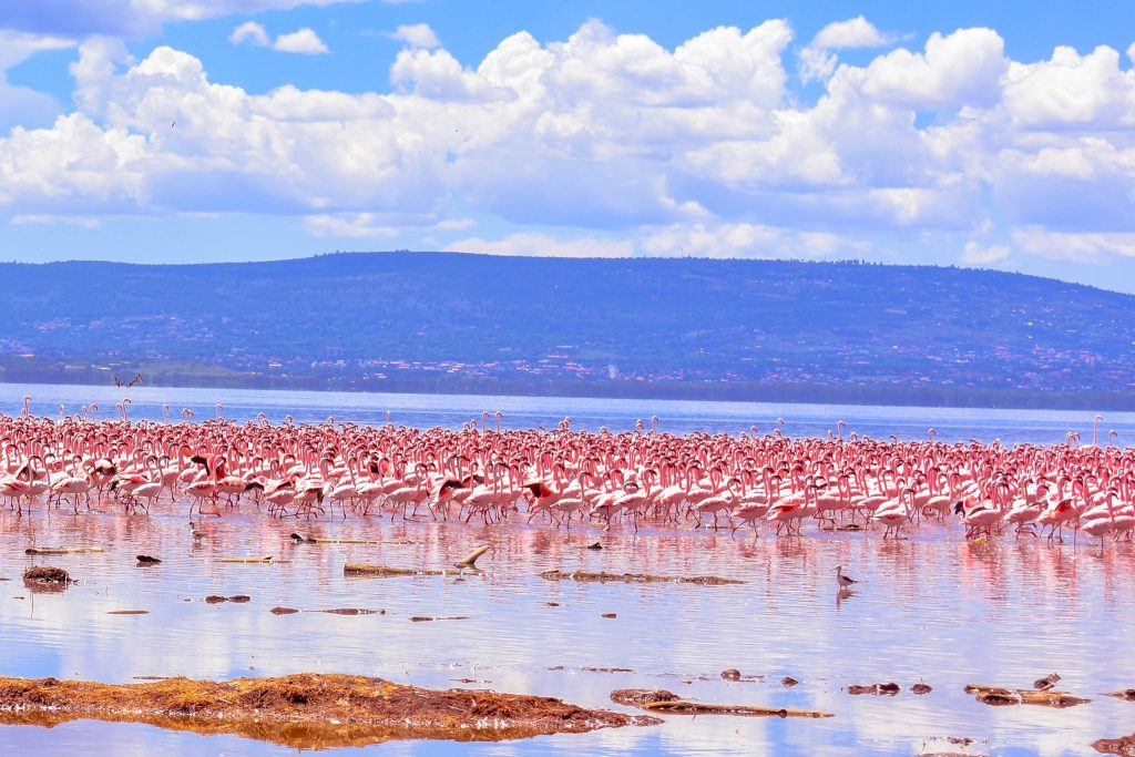 Lake Nakuru