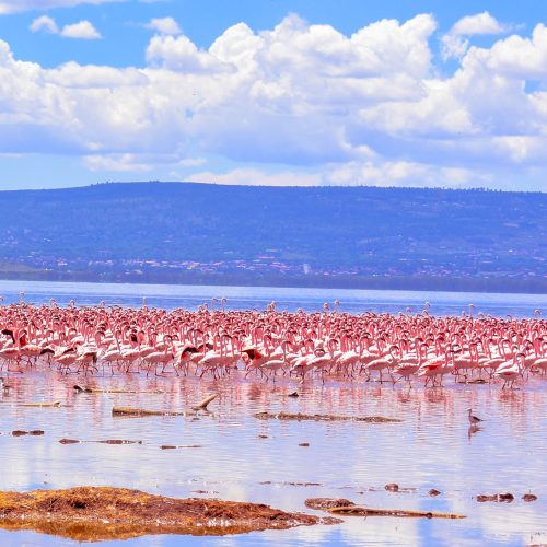 Lake Nakuru