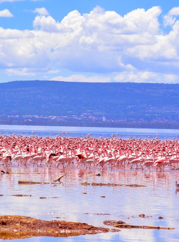 Karibu Kenya Safaris - Lake Nakuru