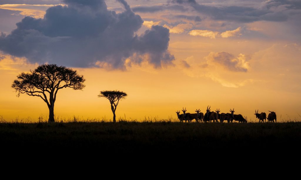 Maasai Mara