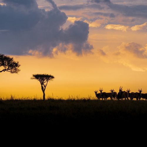 Maasai Mara