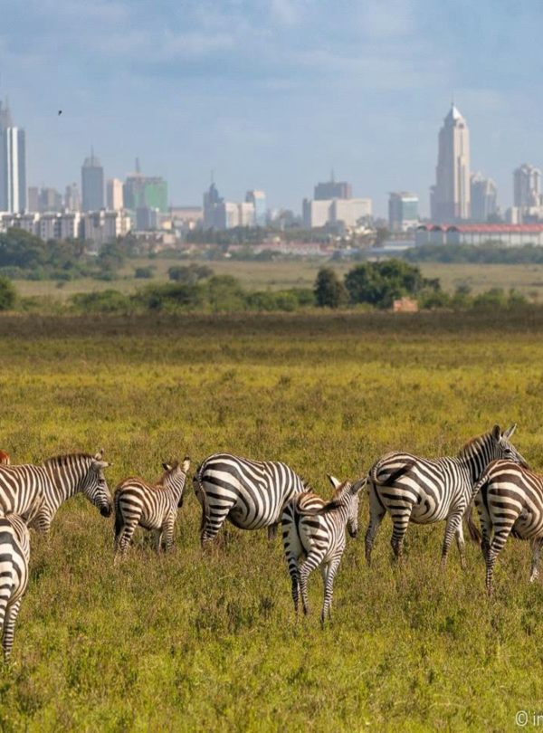 Karibu Kenya Safaris - Amon Richie Xqaxzmbohem