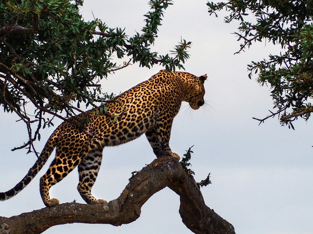 Maasai Mara