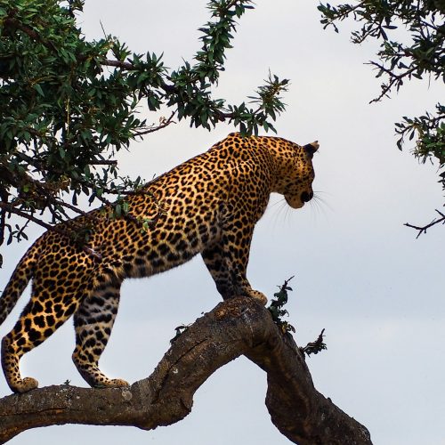 Maasai Mara