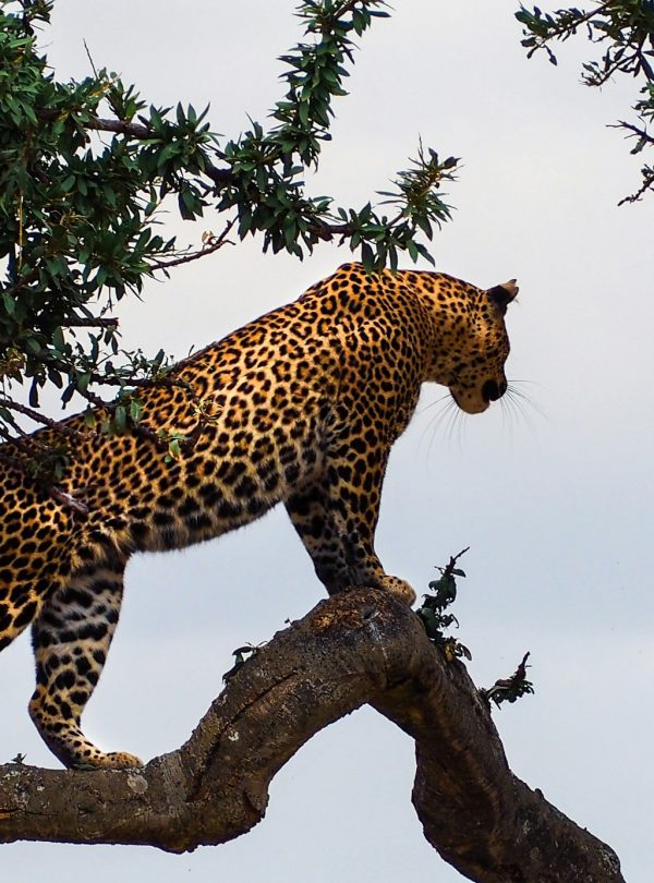 Karibu Kenya Safaris - Maasai Mara