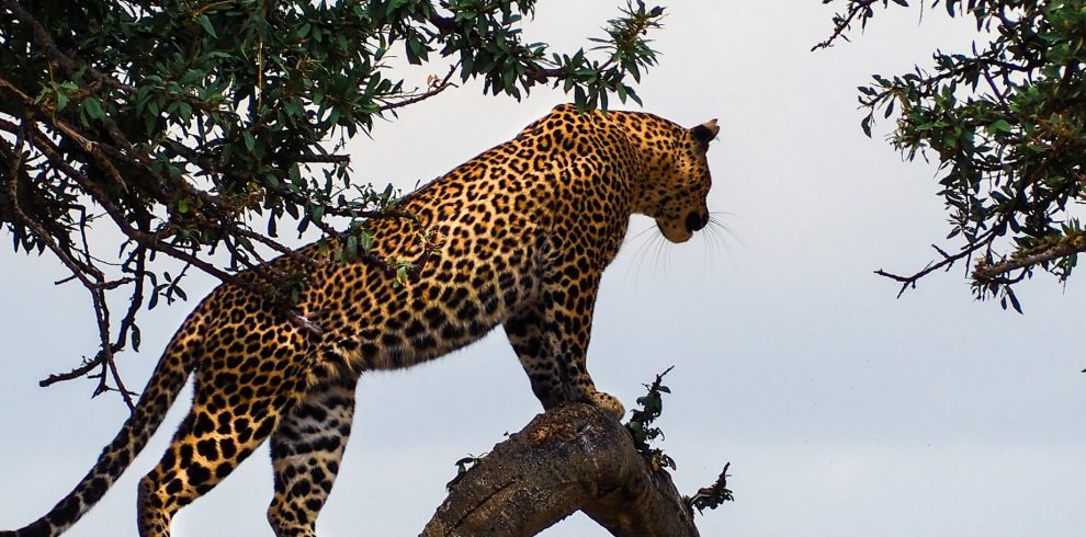 Maasai Mara