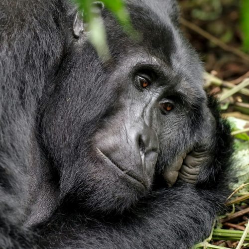 Rwanda