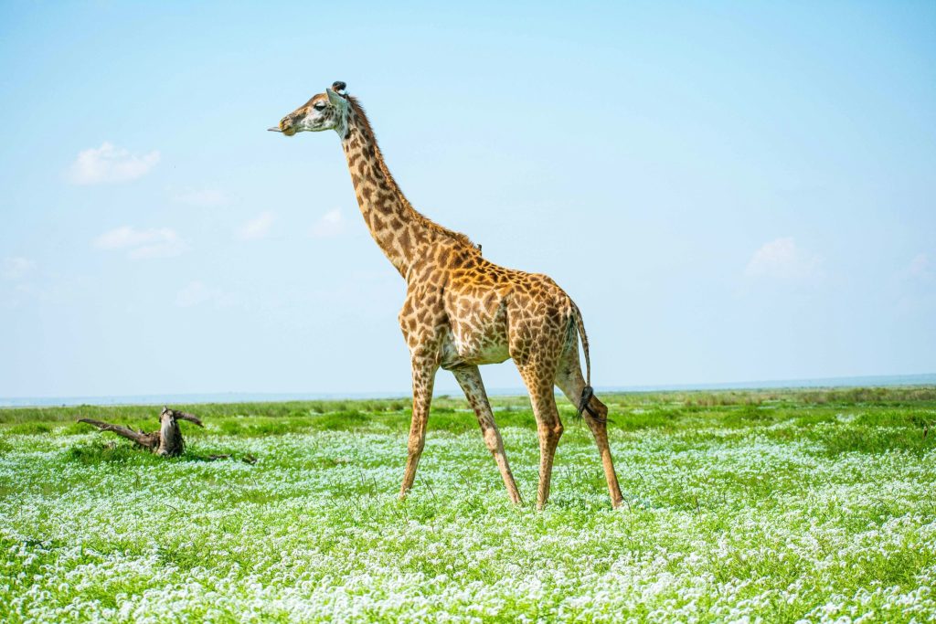 Amboseli