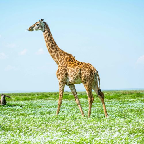Amboseli