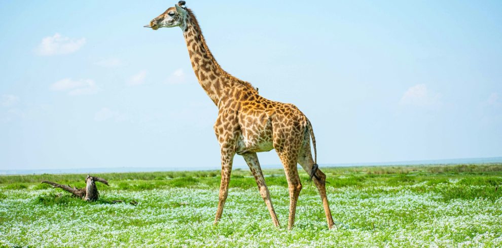 Amboseli