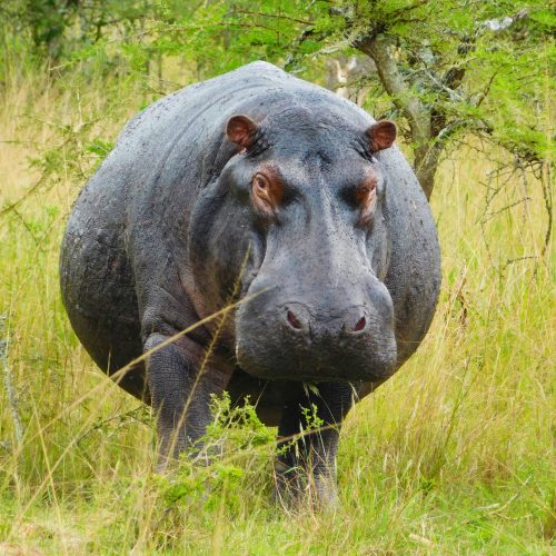 Rwanda