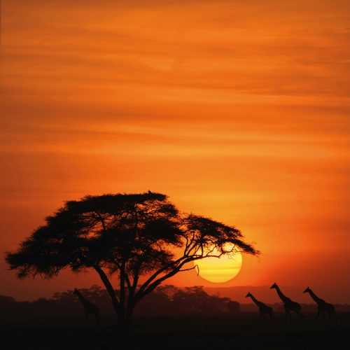 Amboseli