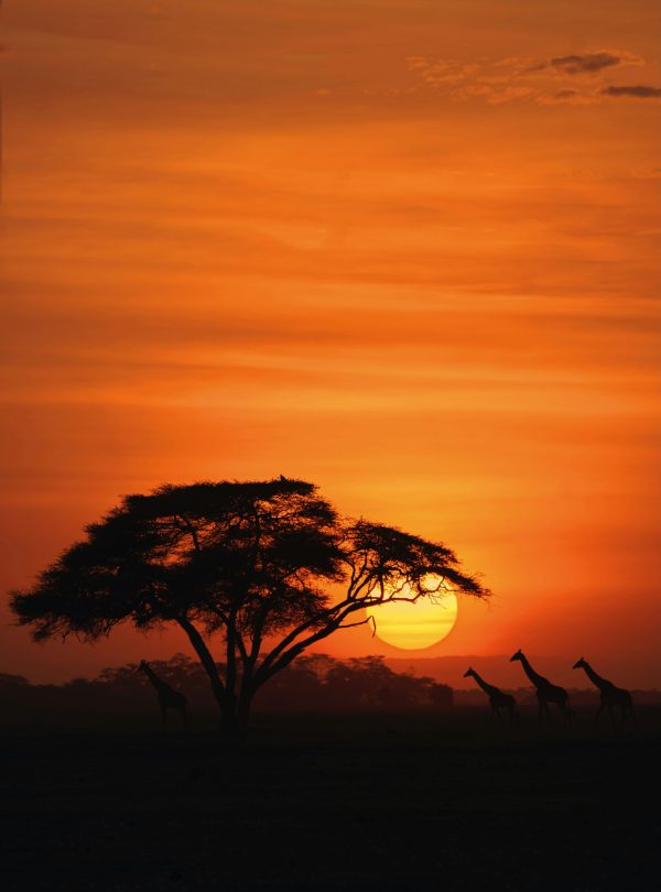 Karibu Kenya Safaris - Amboseli