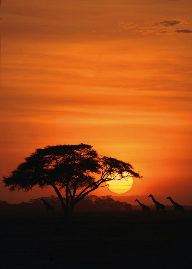 Amboseli
