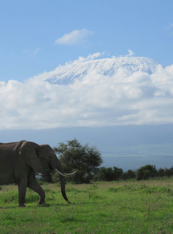Karibu Kenya Safaris - Amboseli