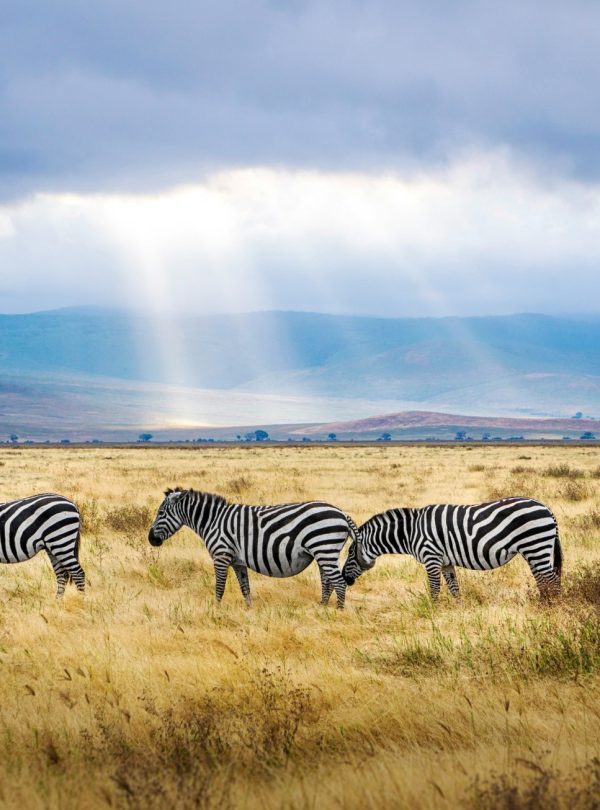 Karibu Kenya Safaris - Tanzania