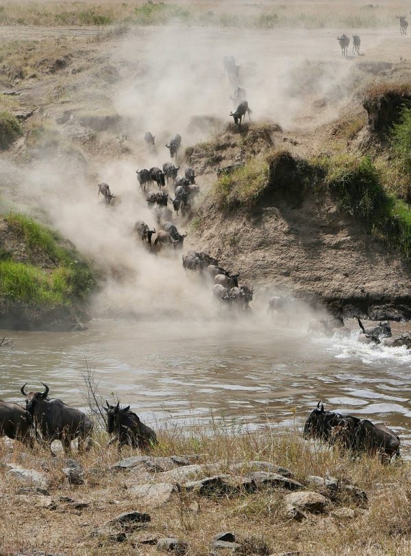 Karibu Kenya Safaris - Maasai Mara