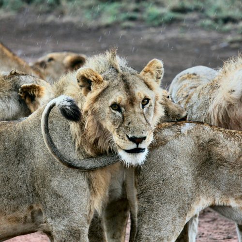 Tanzania
