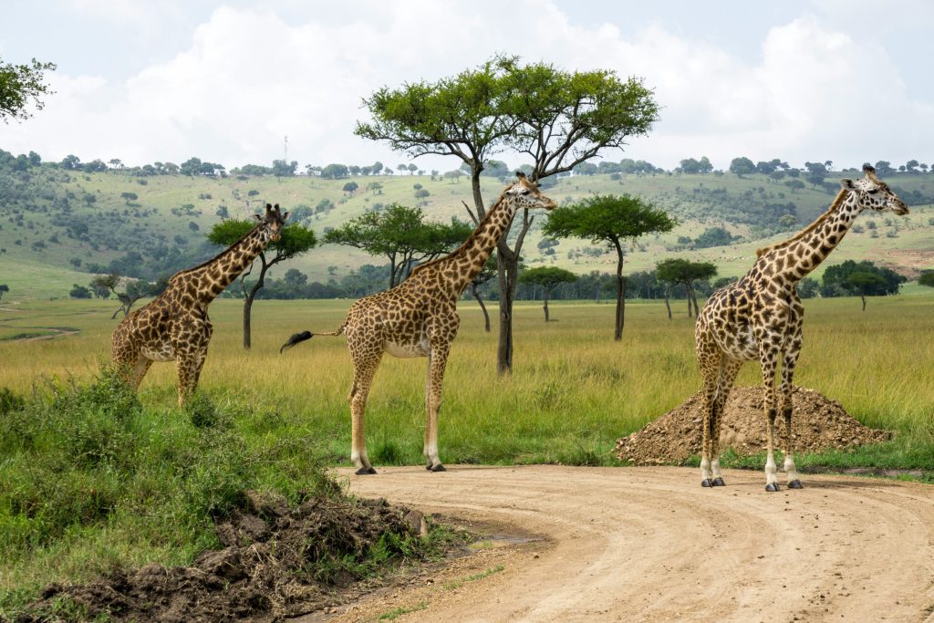Maasai Mara