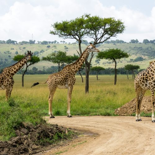 Maasai Mara
