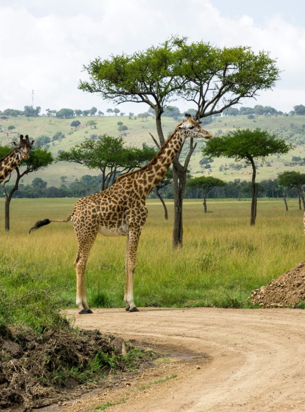 Karibu Kenya Safaris - Maasai Mara