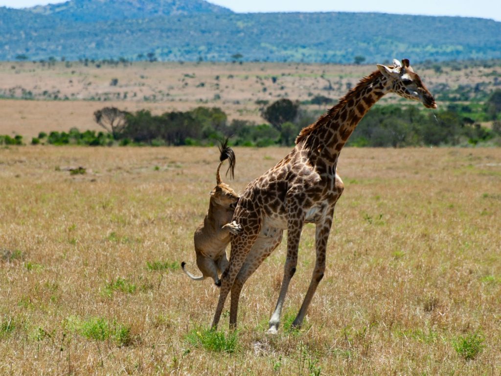 Maasai Mara