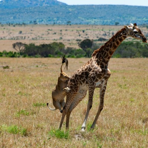 Maasai Mara
