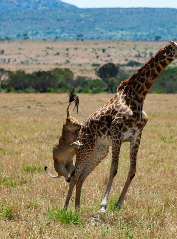 Karibu Kenya Safaris - Maasai Mara