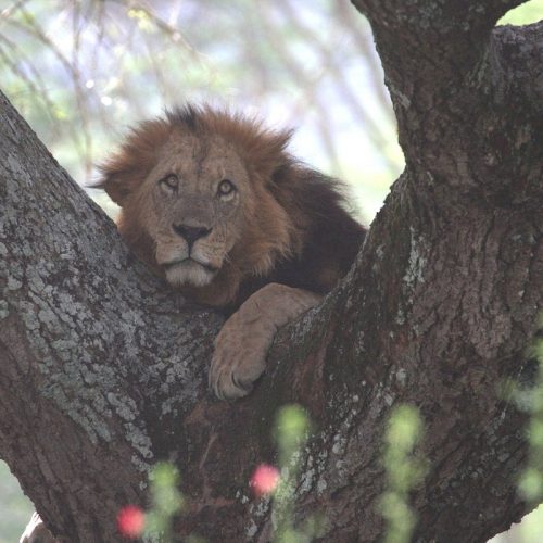 Lake Nakuru