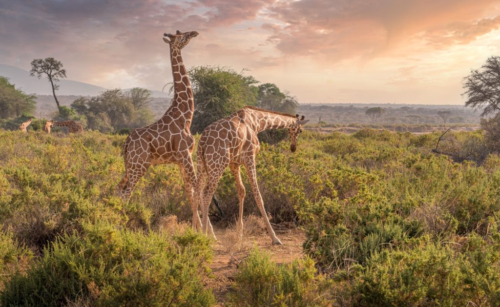 Samburu