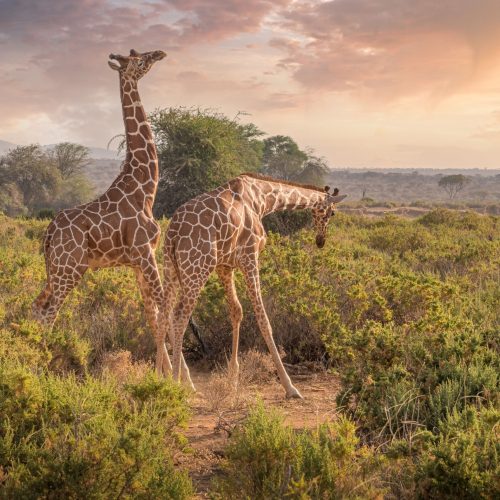 Samburu