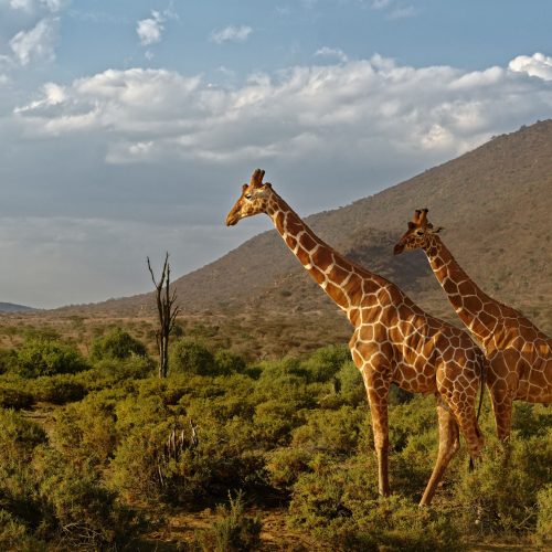 Samburu