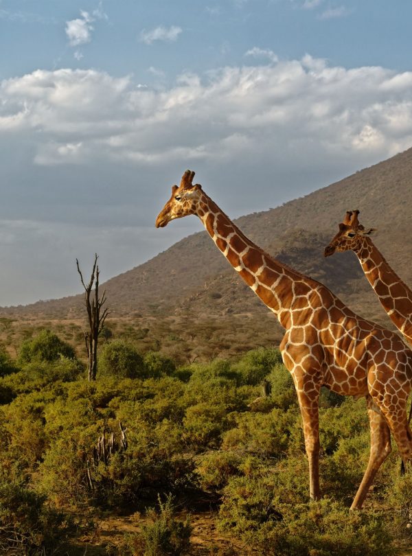 Karibu Kenya Safaris - Gil Daix (Custom)