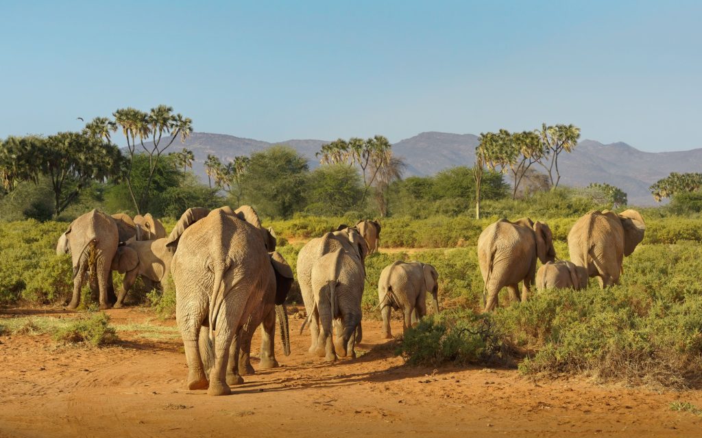 Samburu