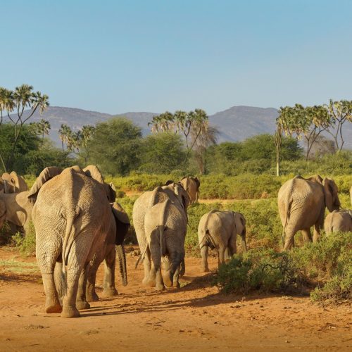 Samburu