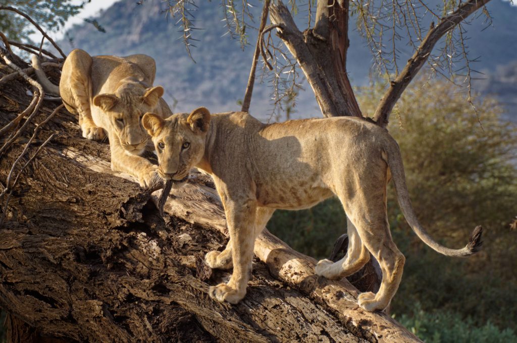 Samburu