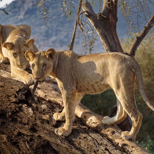 Samburu