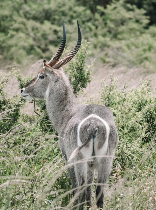 Karibu Kenya Safaris - Kadin Eksteen