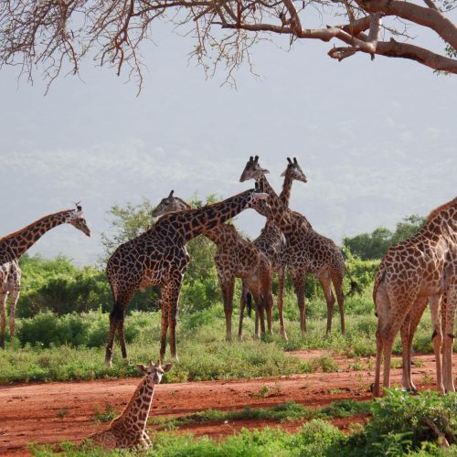 A serene scene of a giraffe herd grazing in the lush Kenyan savannah.