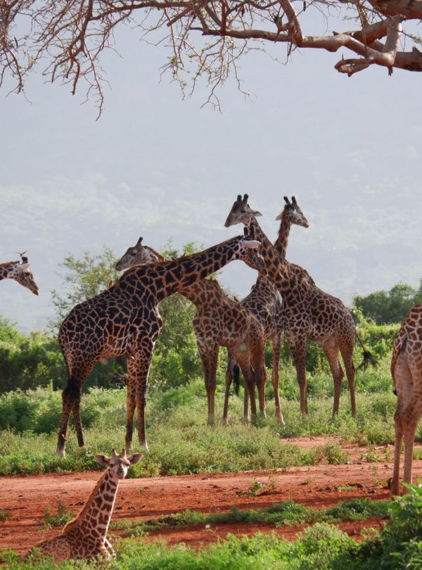 A serene scene of a giraffe herd grazing in the lush Kenyan savannah.