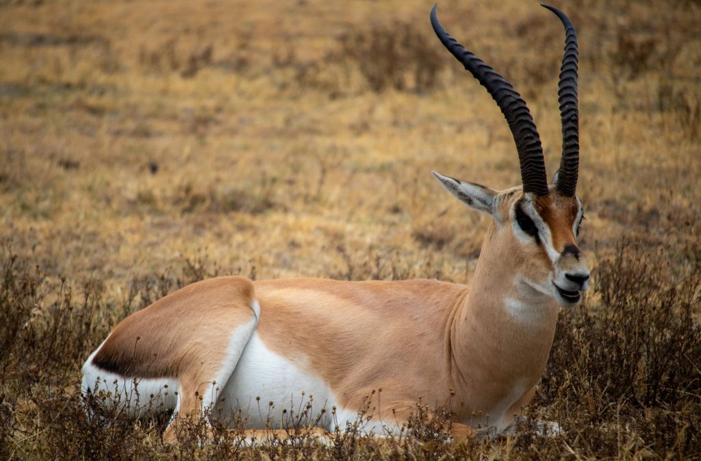 Grant's Gazelle lying on dry grass, captured in stunning detail with Canon EOS 7D Mark II.
