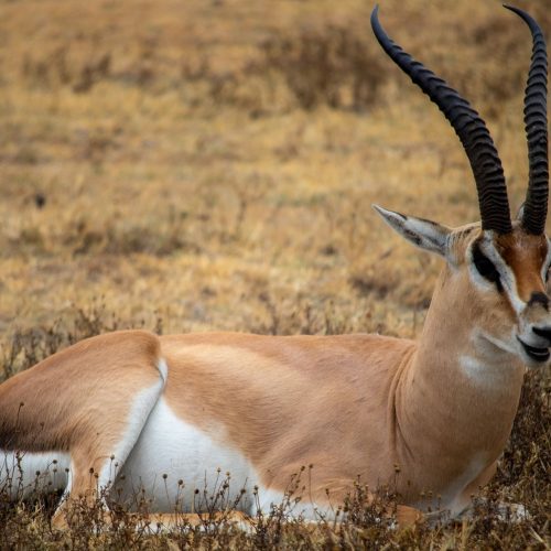 Grant's Gazelle lying on dry grass, captured in stunning detail with Canon EOS 7D Mark II.