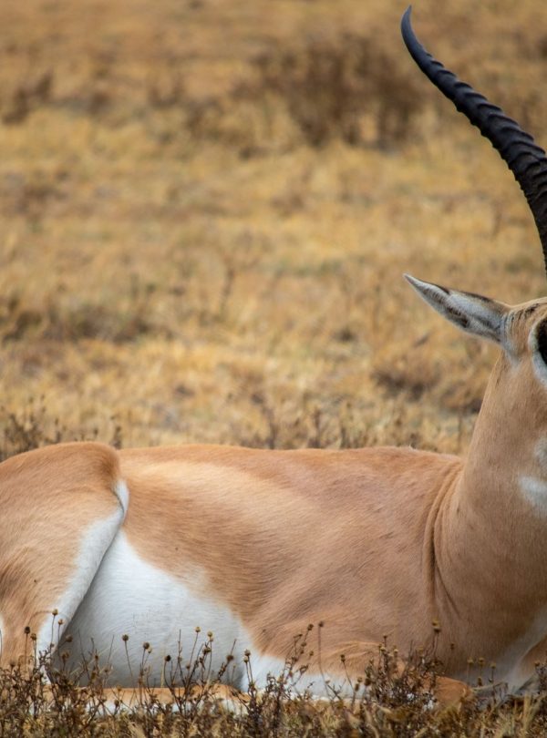 Grant's Gazelle lying on dry grass, captured in stunning detail with Canon EOS 7D Mark II.