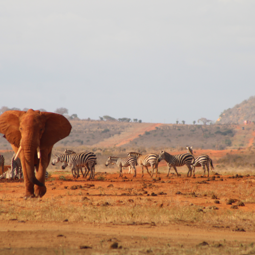A majestic African elephant and zebras in Tsavo, Kenya, showcasing wildlife harmony.