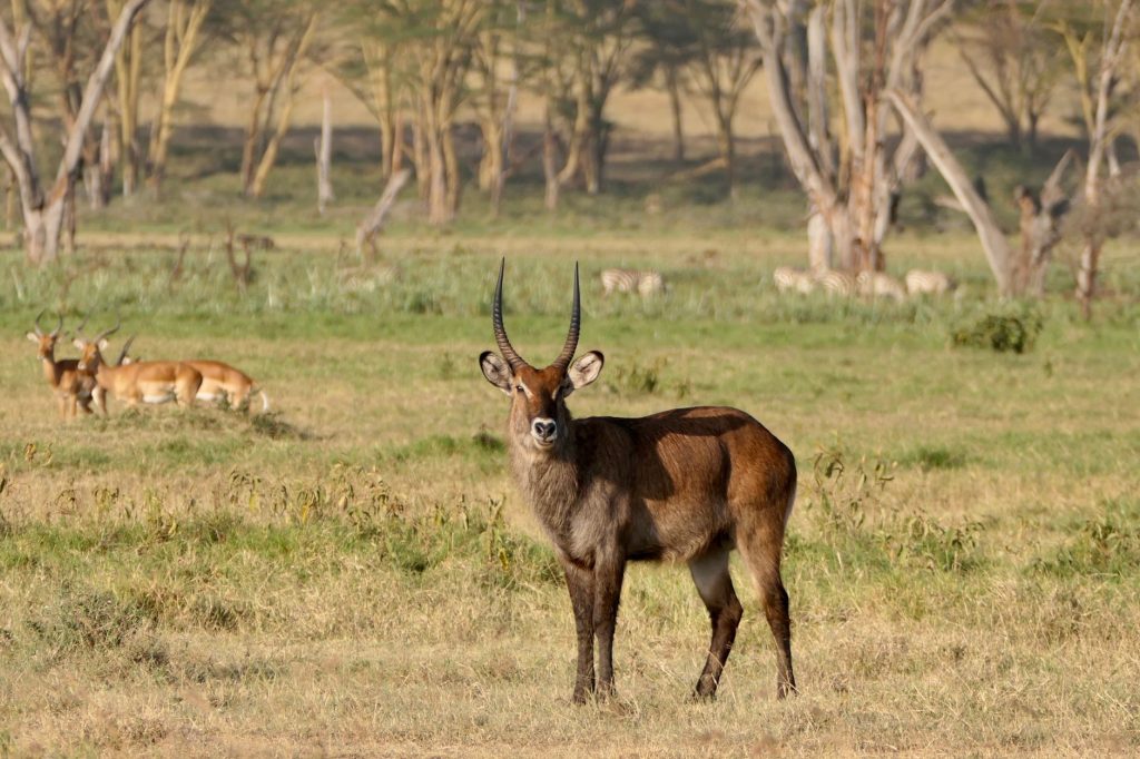 A majestic waterbuck stands alert in the African savanna grassland.