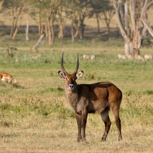 A majestic waterbuck stands alert in the African savanna grassland.